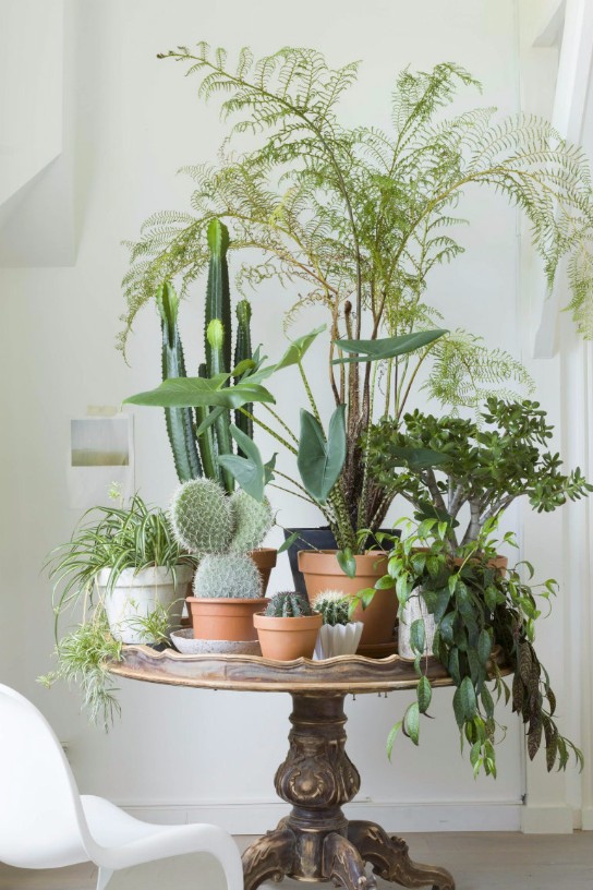10 happy ideas with plants
