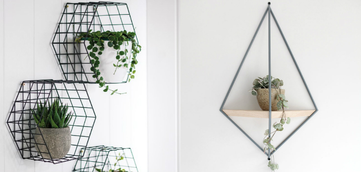 6 Home Design Ideas on How to Use Indoor Vines